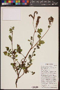 Phacelia crenulata image