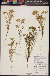 Cryptantha pterocarya image