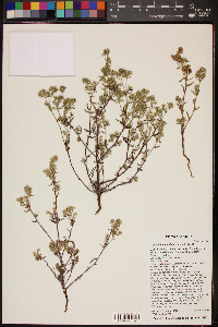 Cryptantha maritima image