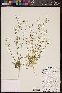 Gilia stellata image