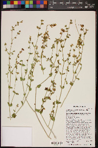 Mirabilis laevis var. villosa image