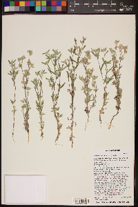 Logfia filaginoides image