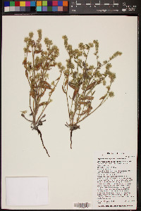 Cryptantha barbigera image