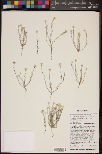 Eriophyllum lanosum image