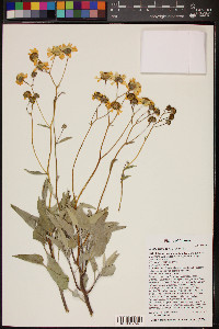 Encelia farinosa image