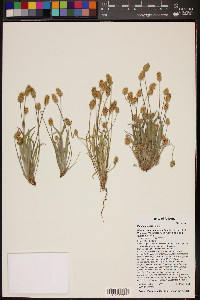 Plantago ovata image