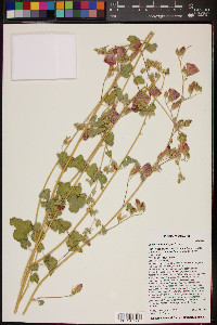 Sphaeralcea ambigua image