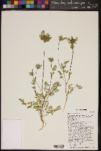 Daucus pusillus image