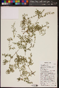 Galium stellatum image