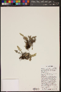 Myriopteris parryi image