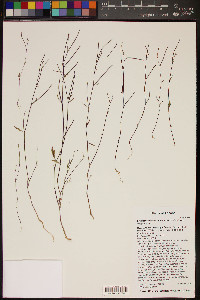 Eremothera chamaenerioides image