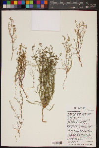 Chorizanthe brevicornu image