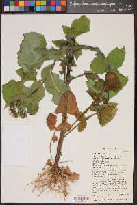 Sonchus oleraceus image