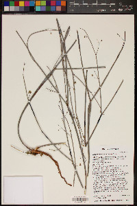 Eriogonum inflatum image