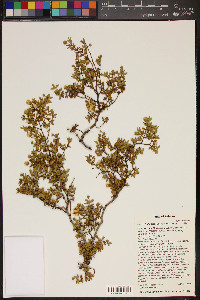 Larrea tridentata image