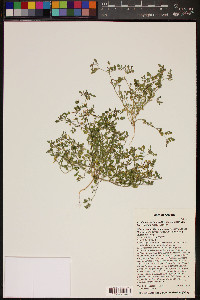 Acmispon maritimus var. brevivexillus image