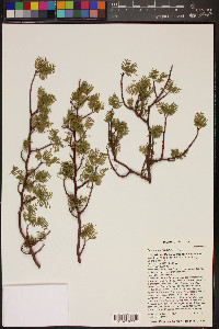 Bursera microphylla image