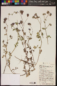 Phacelia distans image