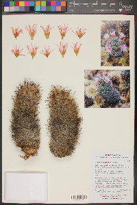 Mammillaria grahamii image