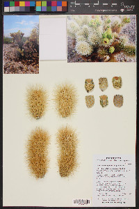 Cylindropuntia bigelovii image