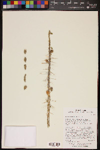 Cylindropuntia leptocaulis image