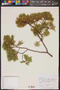 Juniperus deppeana image