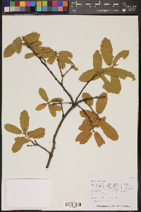 Quercus arizonica image