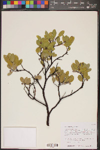 Arctostaphylos pungens image