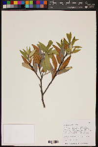 Quercus hypoleucoides image