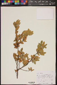 Quercus toumeyi image