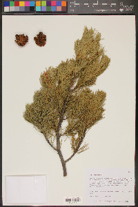 Pinus cembroides image