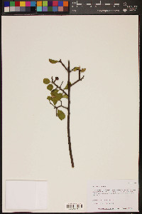 Rhamnus crocea image