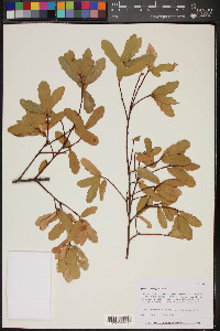 Quercus oblongifolia image