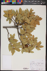 Quercus arizonica image