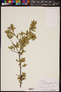 Quercus toumeyi image