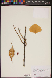 Erythrina flabelliformis image