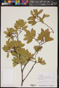 Quercus oblongifolia image