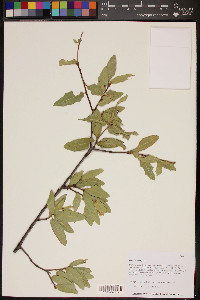 Quercus emoryi image