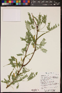 Prosopis velutina image