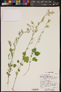 Carminatia tenuiflora image