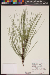 Pinus ponderosa image