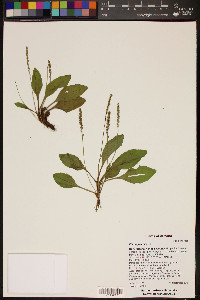 Plantago major image