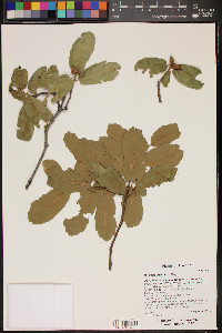 Quercus arizonica image