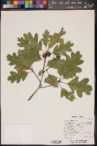 Quercus gambelii image