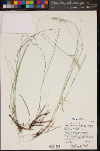 Muhlenbergia montana image