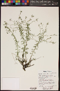 Ipomopsis multiflora image