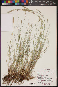 Muhlenbergia wrightii image