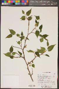 Morus microphylla image