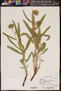 Scabrethia scabra image