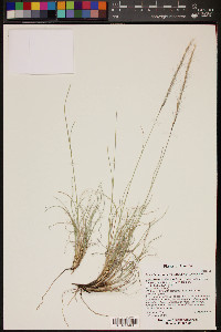 Aristida purpurea var. nealleyi image